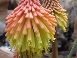 Kniphofia fluviatilis subtle colour variation